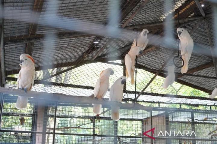 73 burung liar Filipina dibawa pulang dari Indonesia