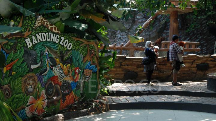Libur Tahun Baru, Kebun Binatang Bandung menyambut dua ekor Harimau dan membawa kereta Kebon
